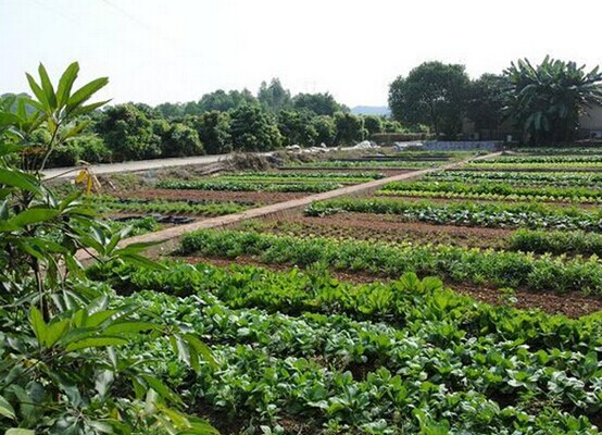 深圳洞天福地九龍山生態園園區詳解